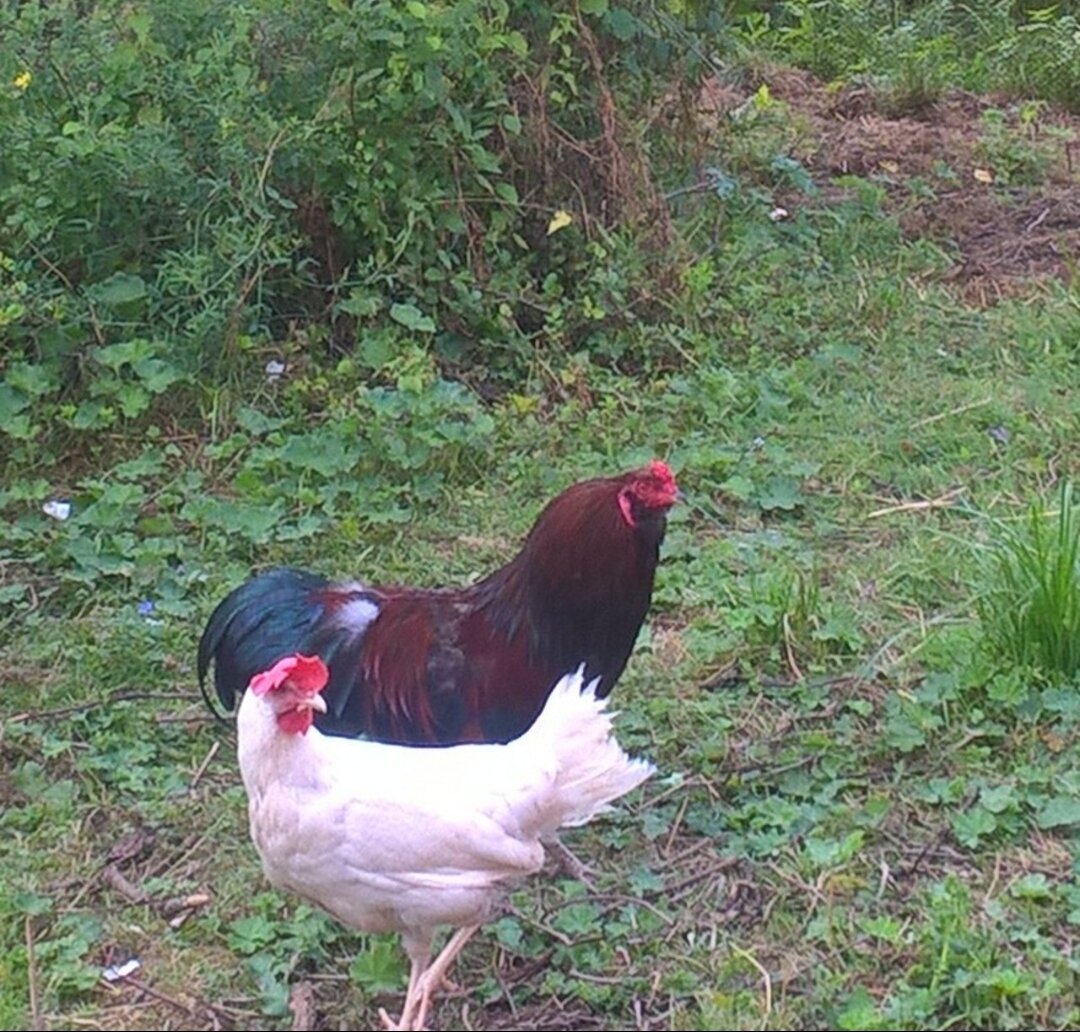 Наши куры. Фото автора.