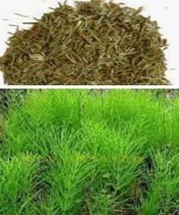 хвощ полевой целебный