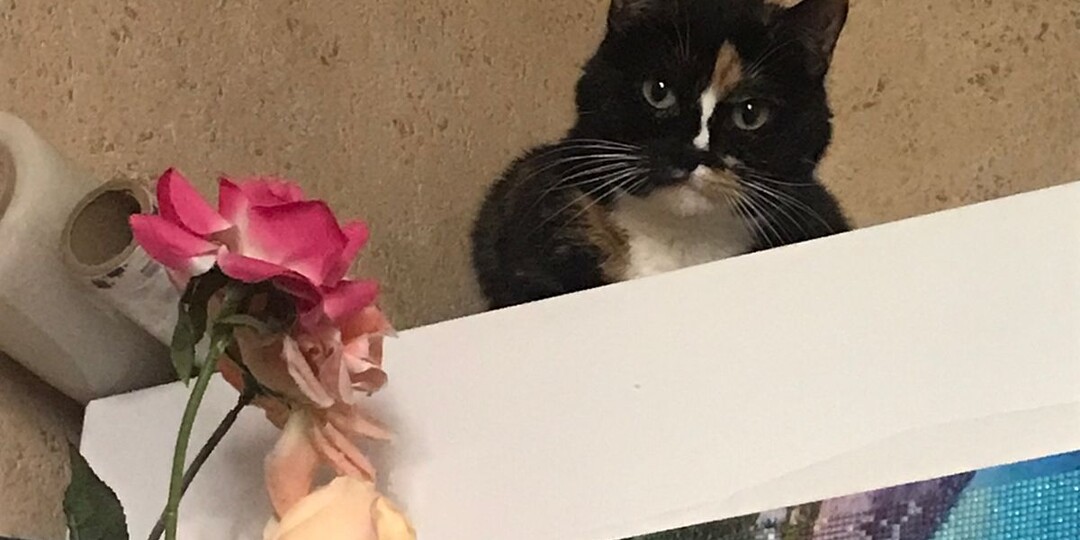 Кошке нужна была помощь. Но с человеком она дружить не хотела и в руки не давалась