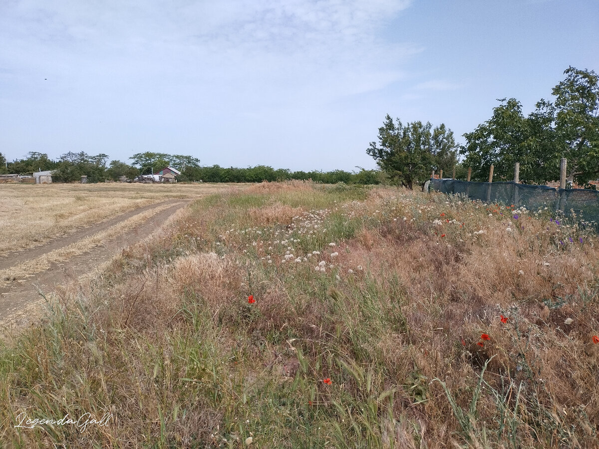 Найдите кошку )))