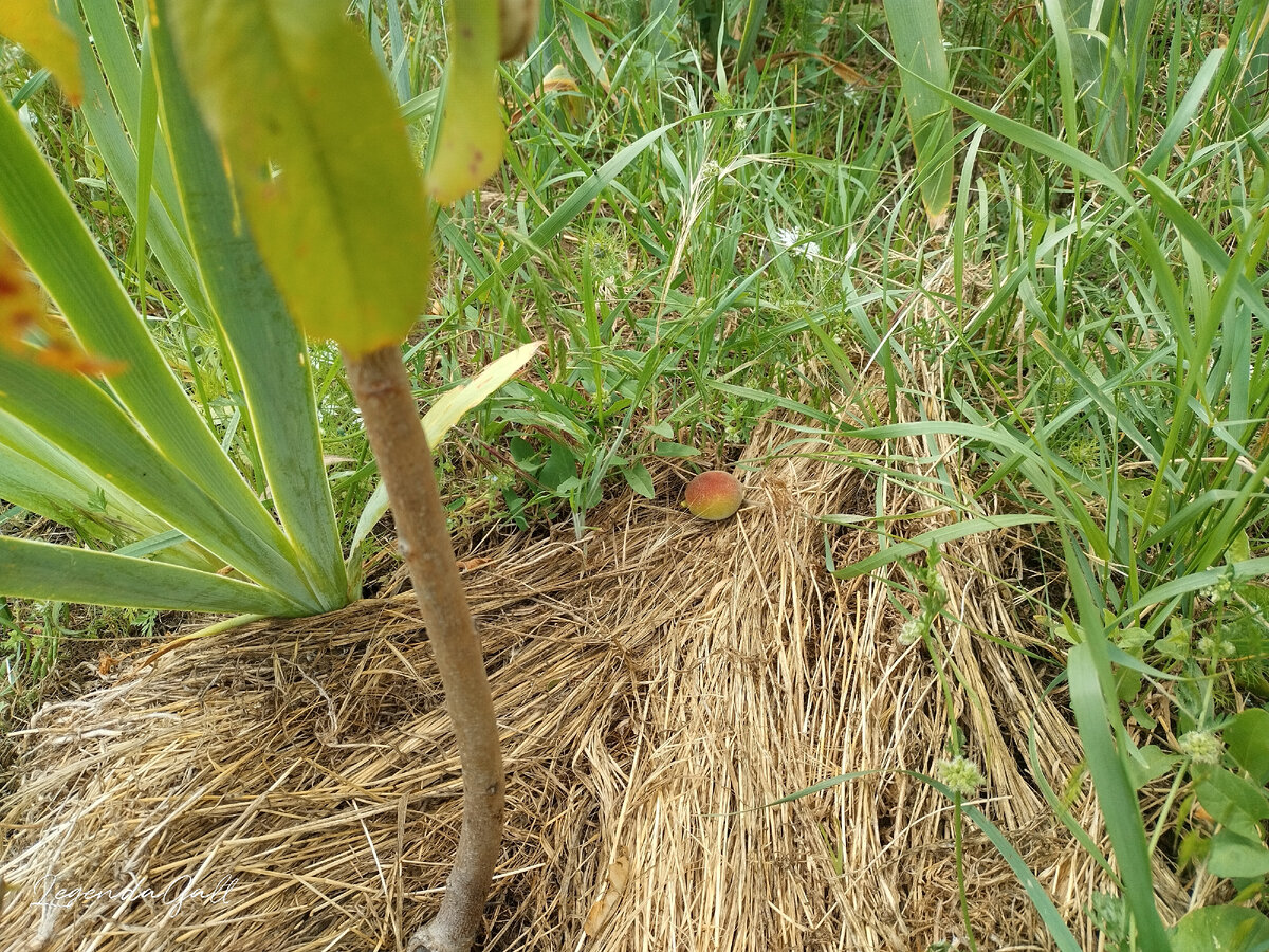 Упавший маленький персик