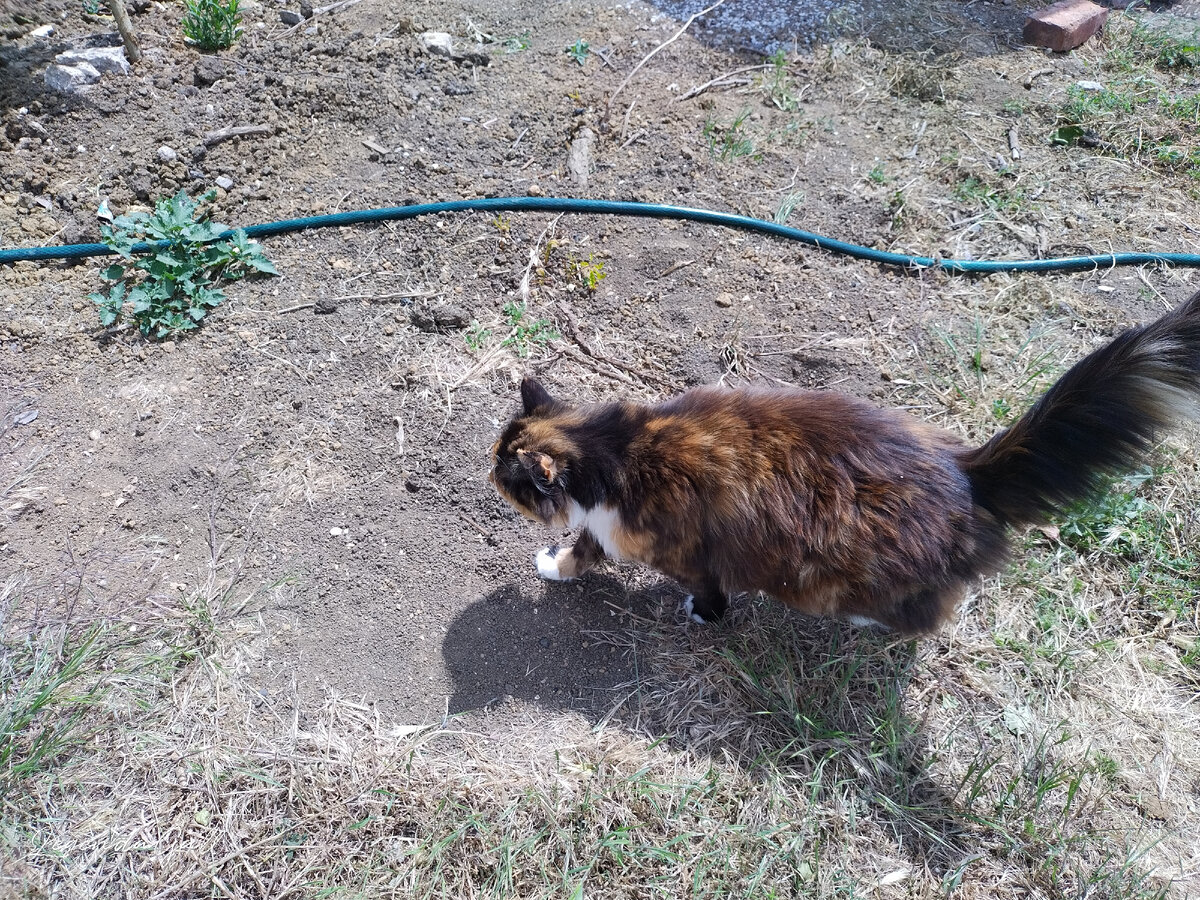 Муха сопровождала меня в огороде