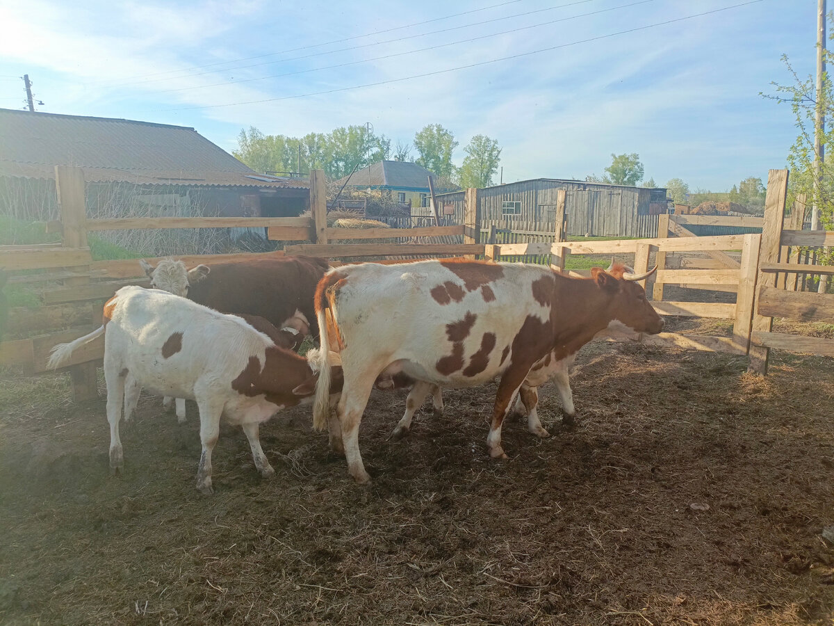 Добавилась у нас корова на дойку. | Дилетанты из деревни | Дзен
