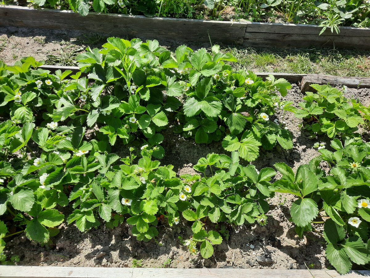 Полоть или мульчировать? Выбор за вами!