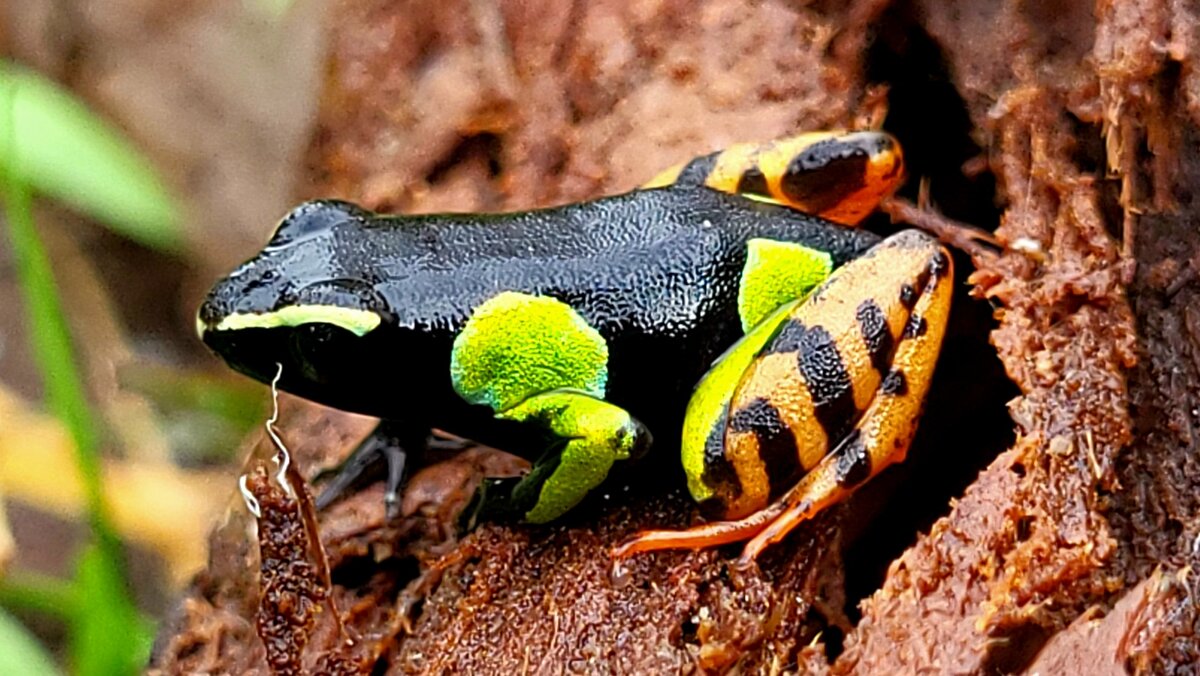 Мантелла барони - вид сбоку