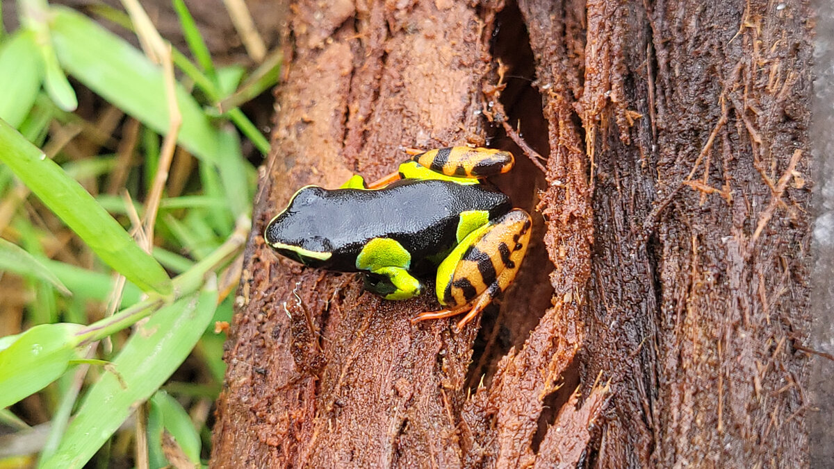 Мантелла барони - вид сверху