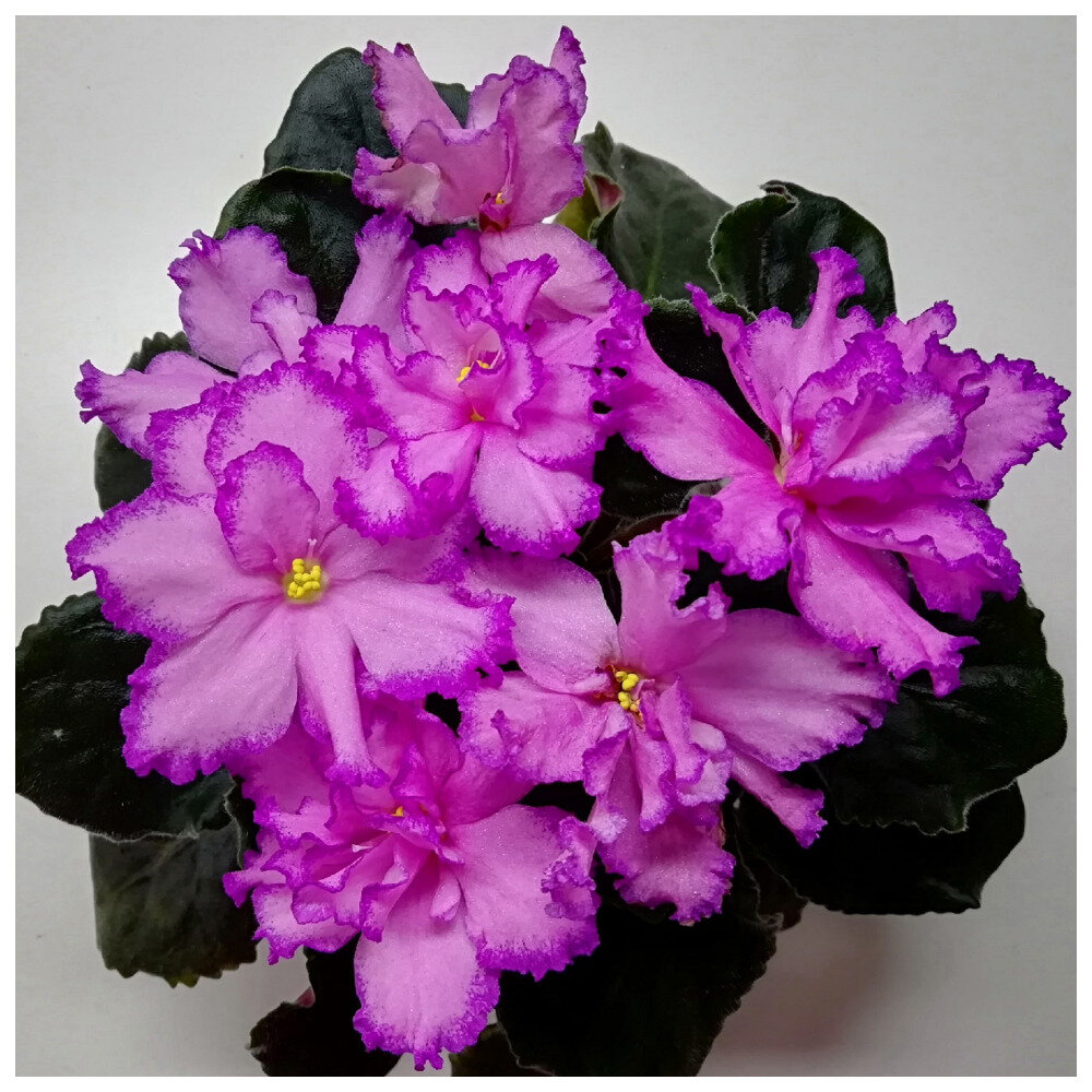 ЛФ-Малиновый Ажур