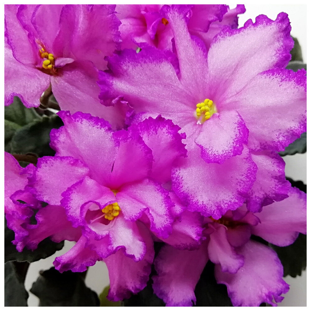 ЛФ-Малиновый Ажур