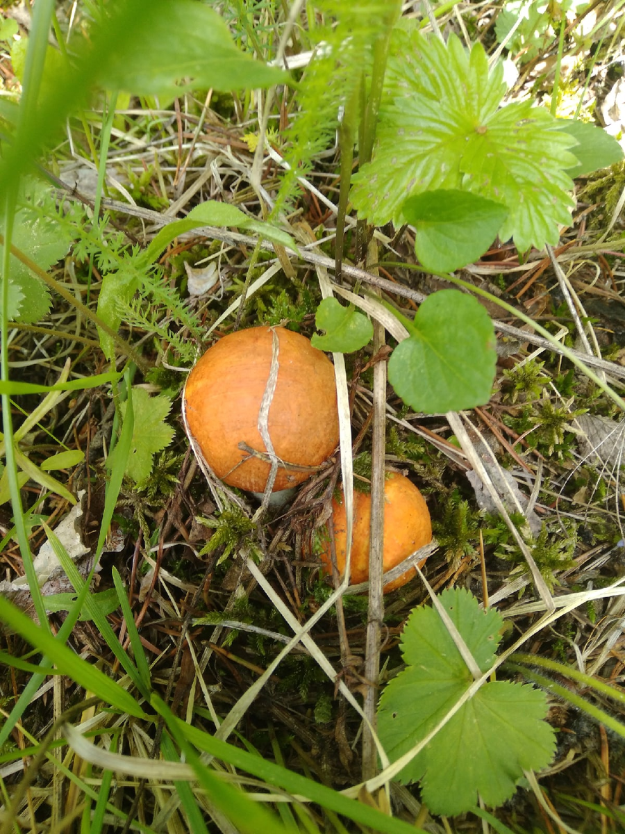 Созерцание грибочков