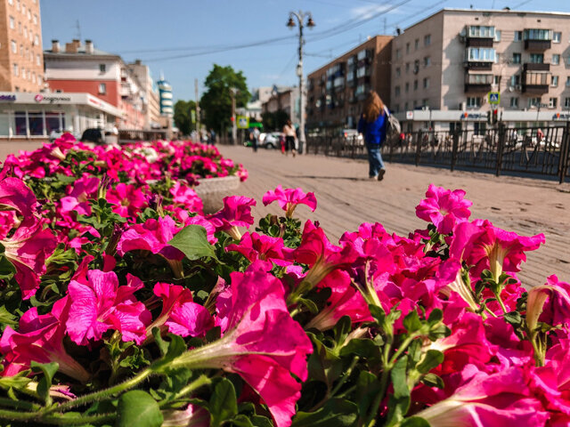    На улице Ленина высадили петунии