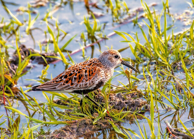    Чтобы сделать снимок, фотограф 20 минут подбирался к увлеченной поисками пищи птице