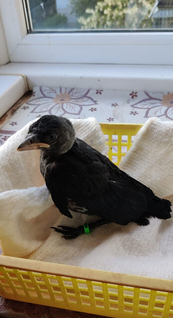    Галчонка достали из вентиляционной шахты многоэтажки