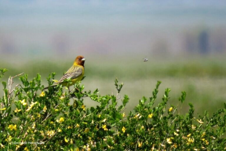    В Оренбургском заповеднике появились новые виды птиц Андрей Севостьянов