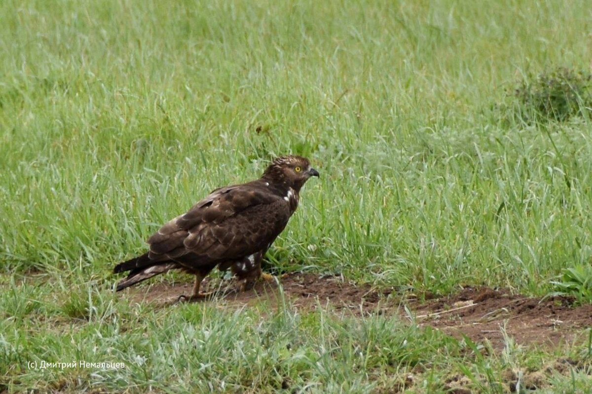    В Оренбургском заповеднике появились новые виды птиц Андрей Севостьянов
