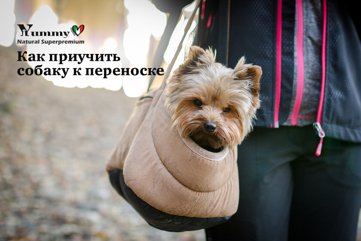 Суперпремиум корм для собак Yummy Linea