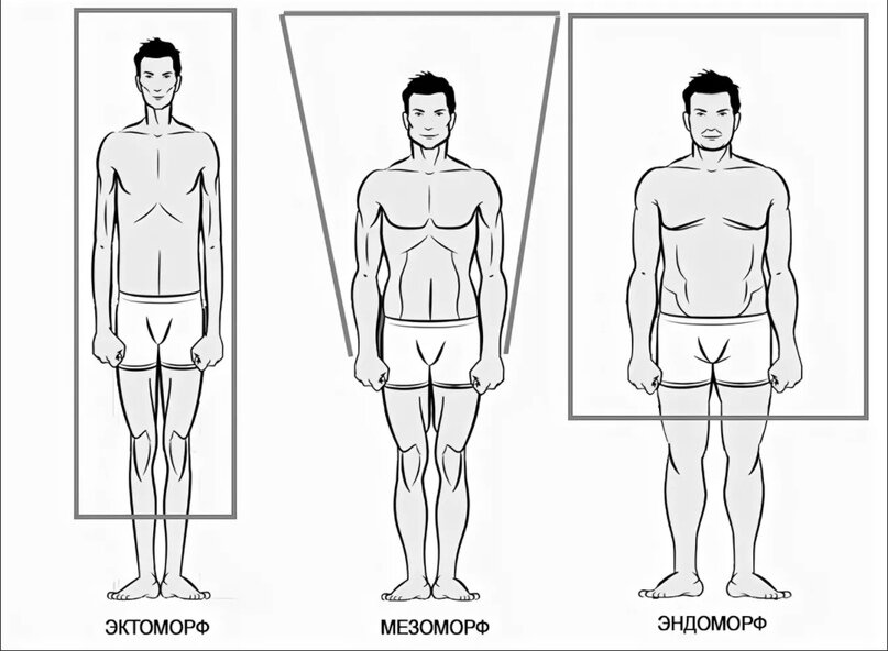 Мезоморф как определить мужчина. Эктоморф мезоморф и эндоморф Шелдон. Астеник эктоморф. Тип сложения человека эктоморф. Конституции тела человека эктоморф.