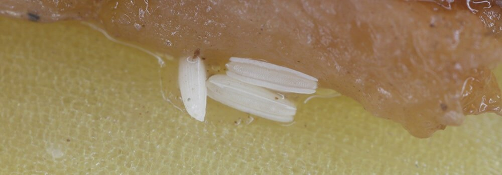 Луковая муха, несмотря на название, относится к универсальным вредителям. Личинки этого насекомого могут питаться не только луком и чесноком, а также некоторыми луковичными цветами, и даже салатом.-2