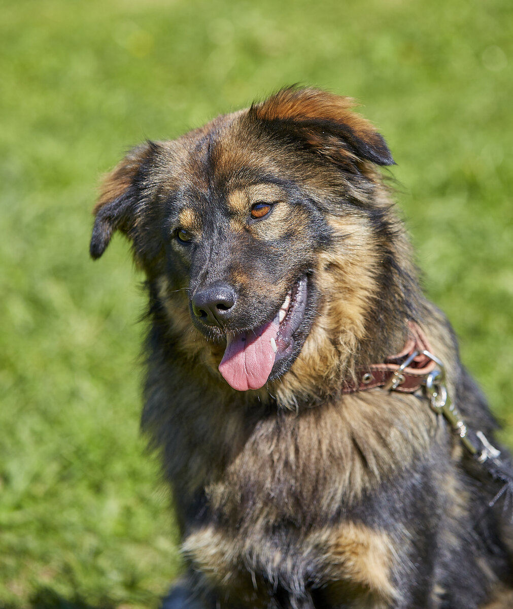 Меня зовут Плюша. И я ищу дом