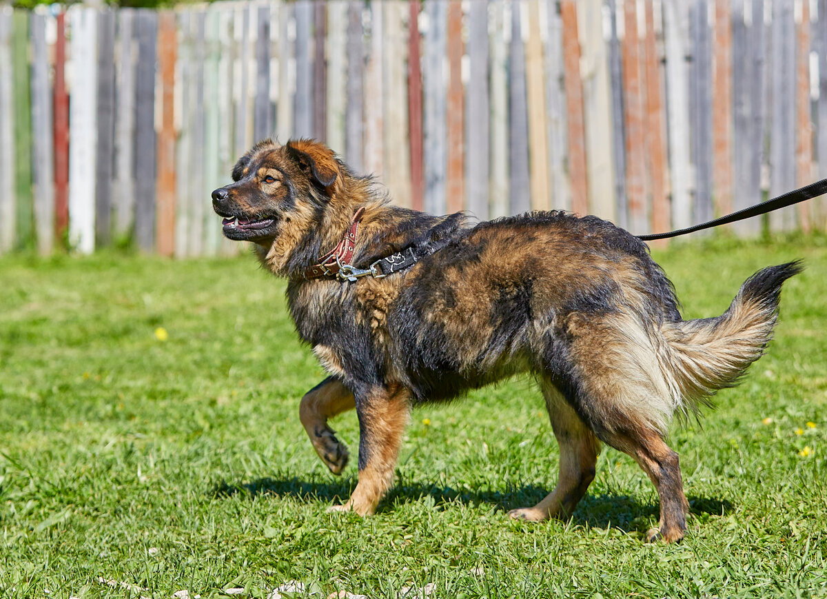 Я красивая собака! Почему меня не замечают?