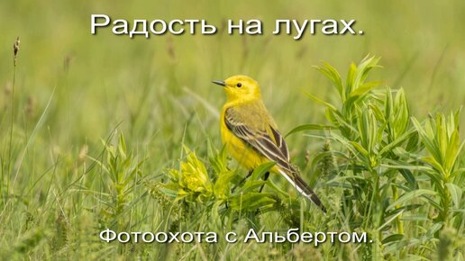 Фотоохота с Альбертом. Радость на лугах.