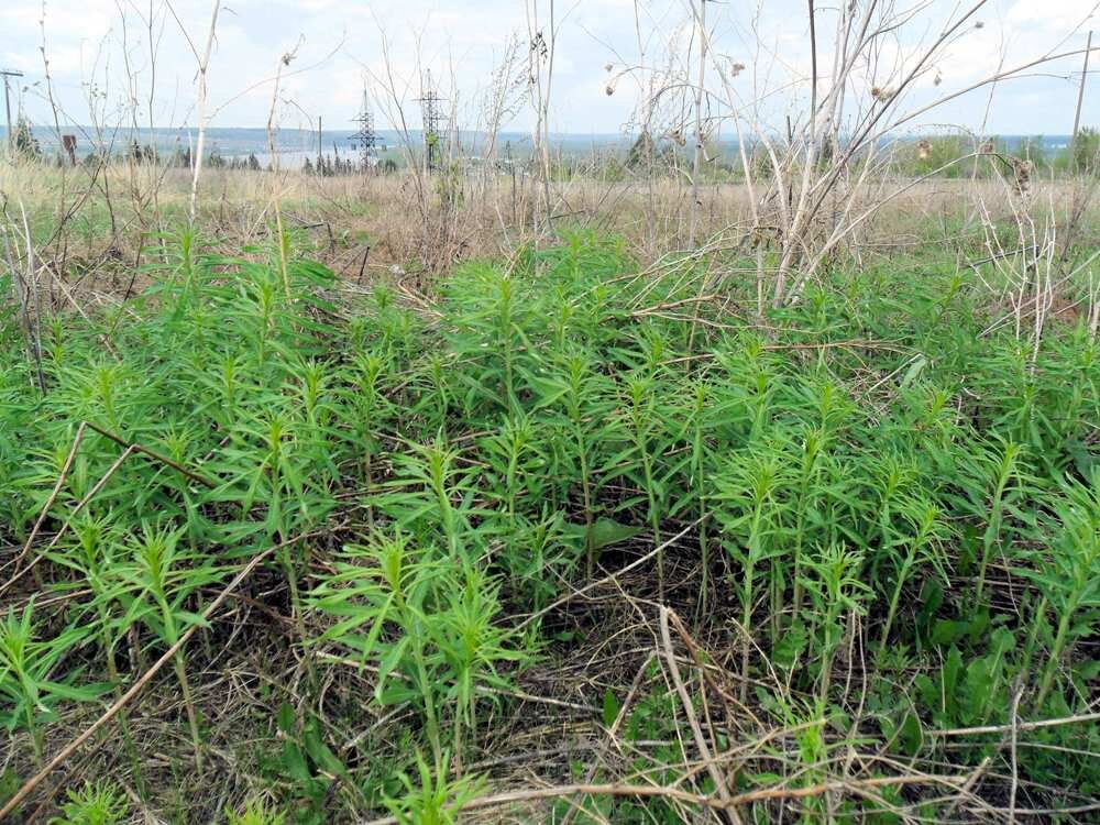 Ссылка на фото https://i.reviewdetector.ru/uploads/post/35411/1431776687.jpg