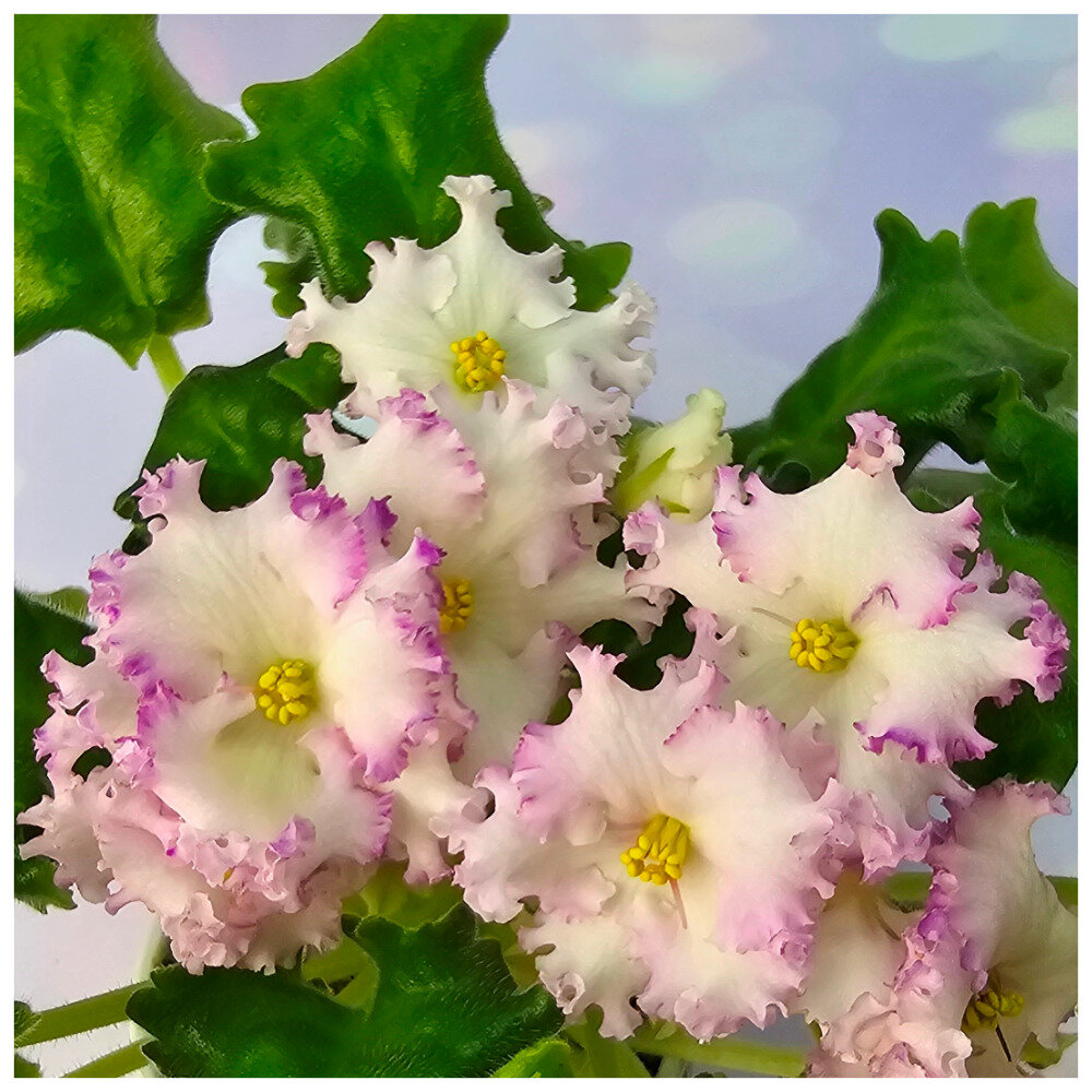 ВАТ-Белоснежка