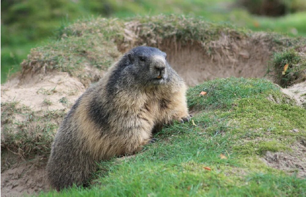 Альтернативное название монгольского сурка. Сурок тарбаган. Marmota bobak череп. Загадка про сурка. Альтернативное название монгольского сурка.