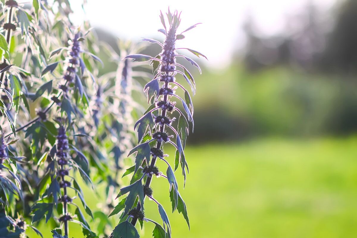 Пустырник можно вырастить на участке и всегда иметь под рукой домашнее успокоительное📷
