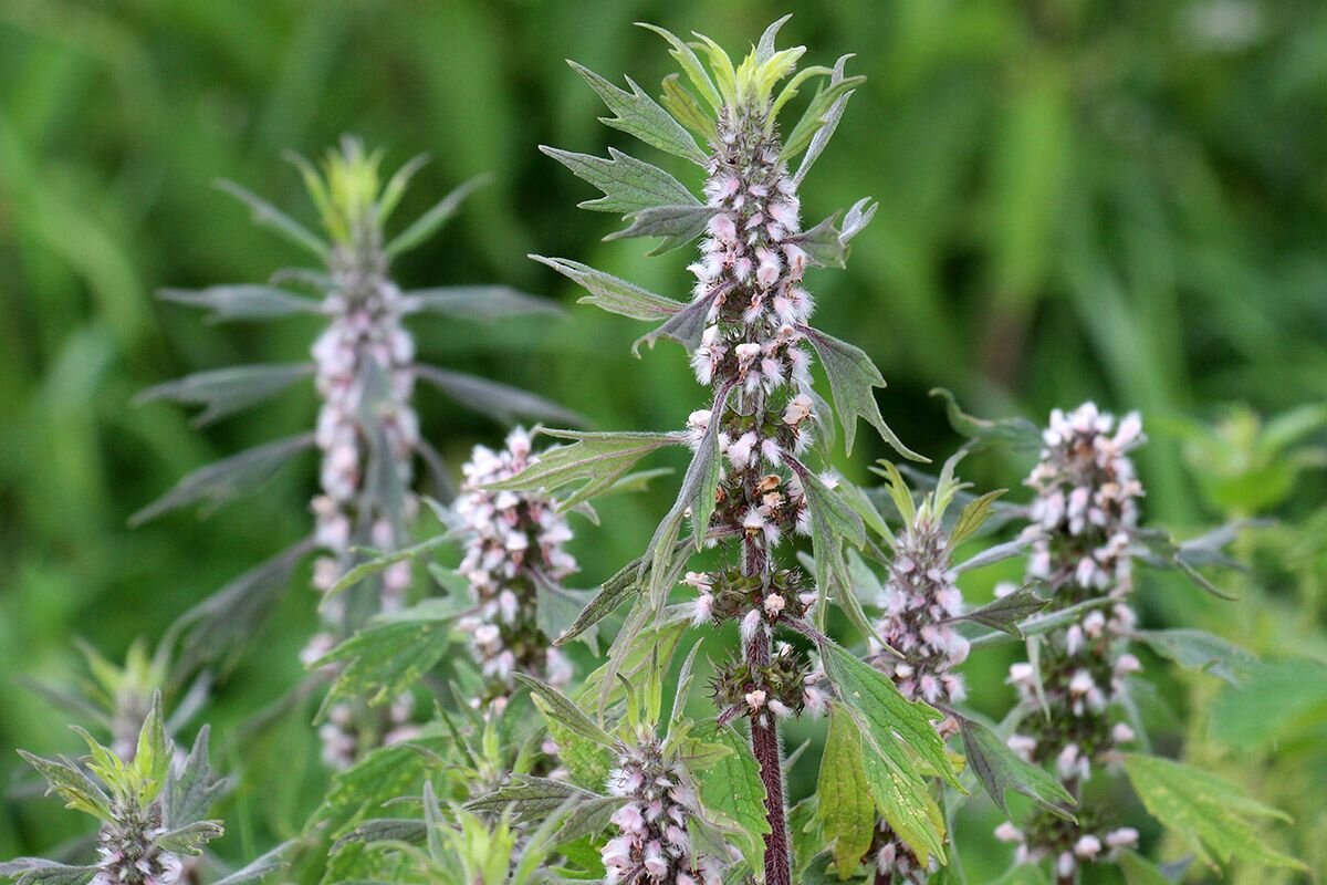 Так выглядят соцветия пустырника📷
