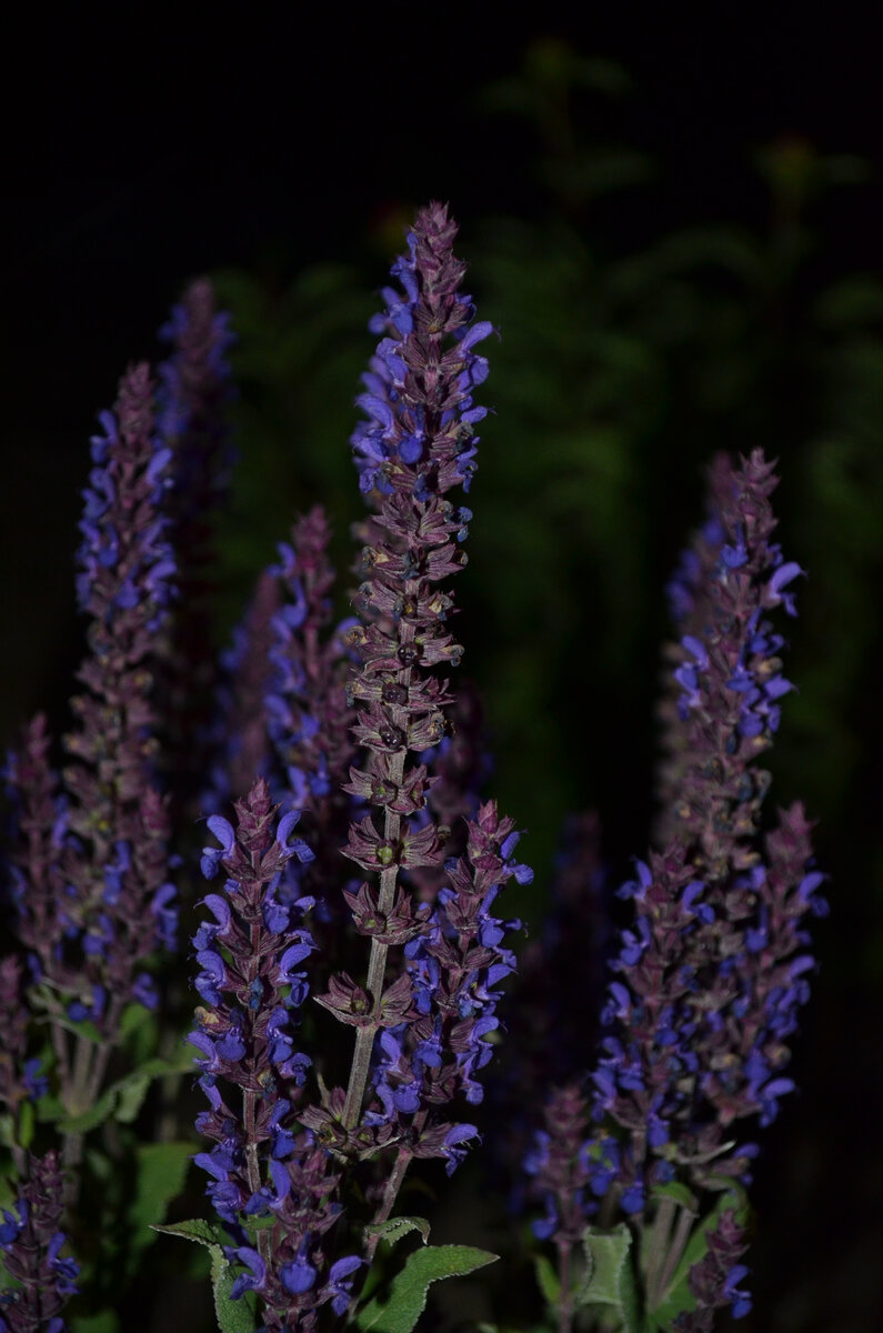 Цвет фиолетовый в ночном саду. Фото: май 2024 года
