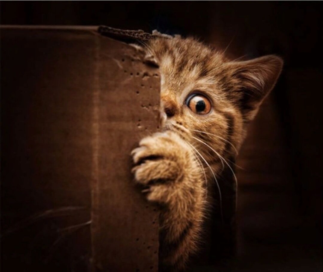 Яндекс-картинки 