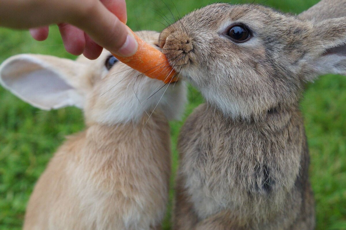 И не говори, что не захотелось дать своему кролику морковку смотря на эту картинку. Источник: https://mrhvost.com/pocemu-krolik-gryzet-kletku-i-cto-delat-cem-obrabotat-i-dezinficirovat