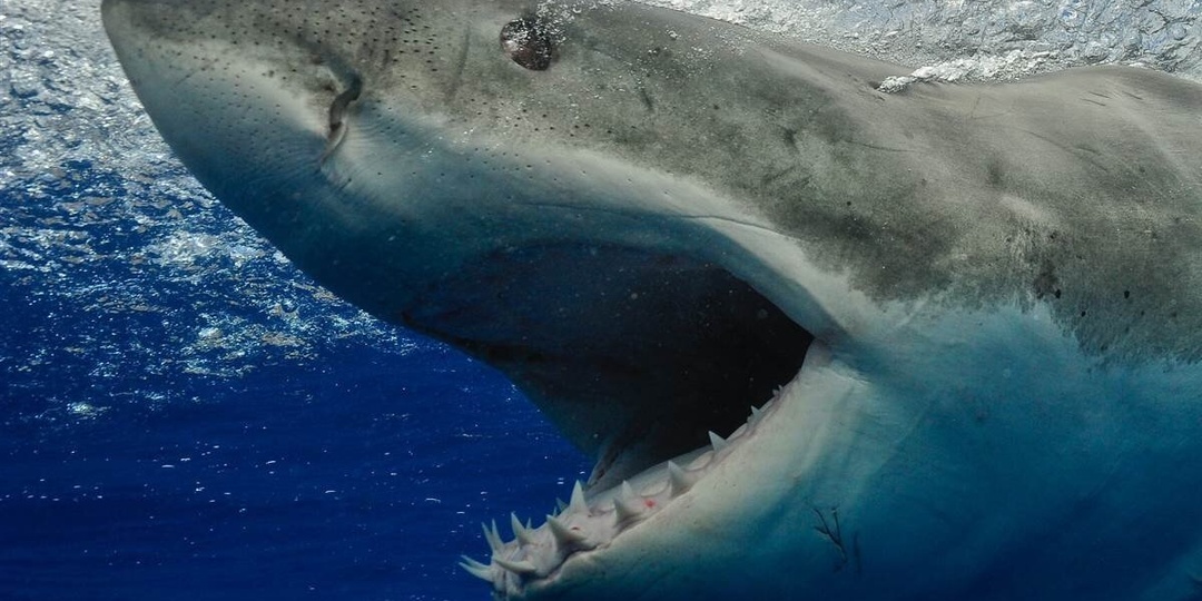 Почему акулы боятся Черного моря как огня