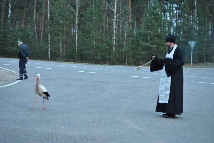Аист уставал, но не отставал