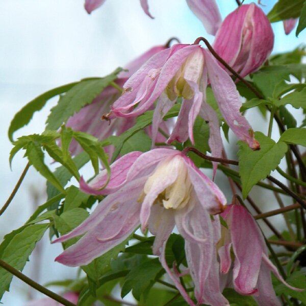 Фото Clearview Horticultural