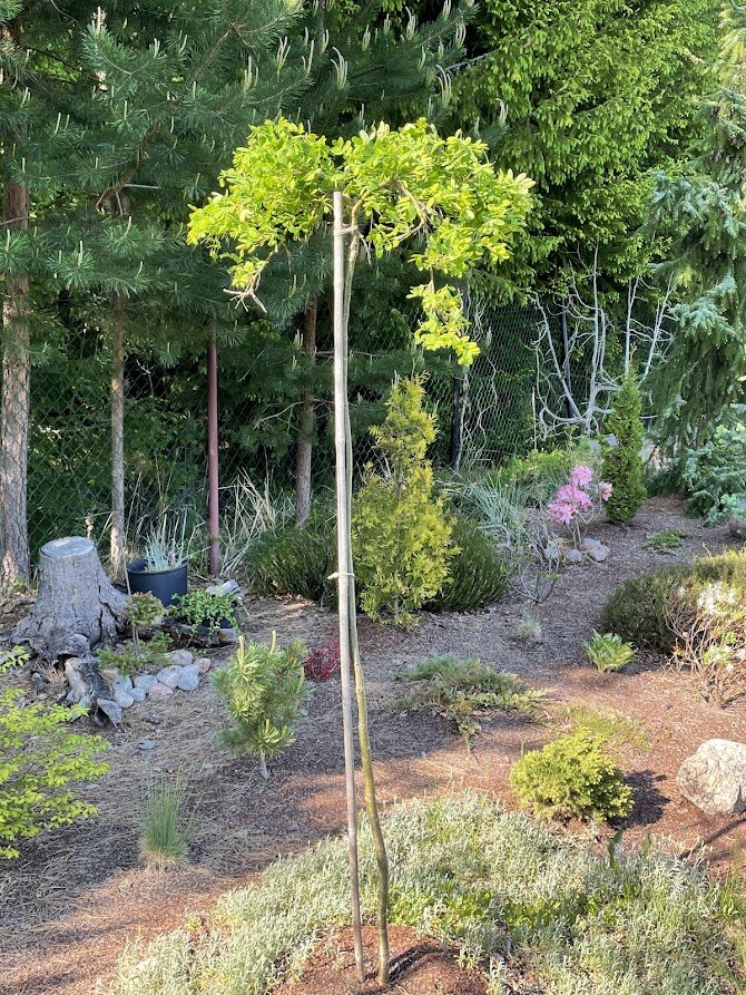 Caragana arborescens Pendula