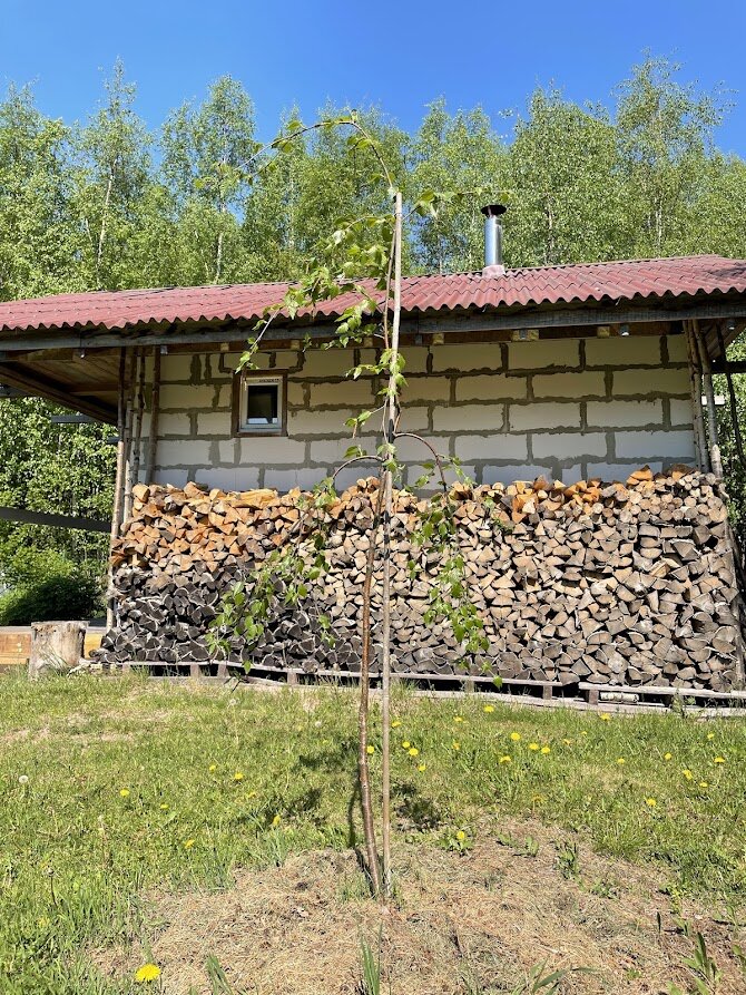 Betula utilis Long Trunk