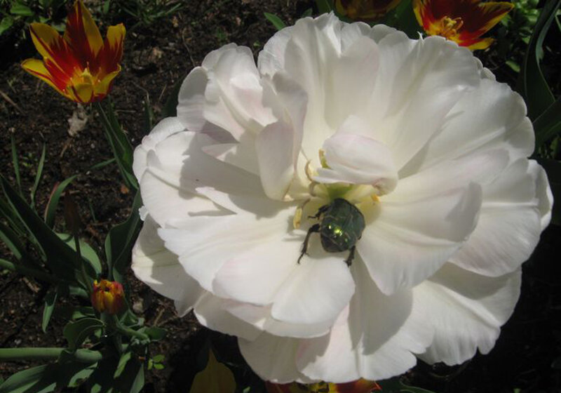 Тюльпан белый махровый с бронзовкой по центру! - фото моё