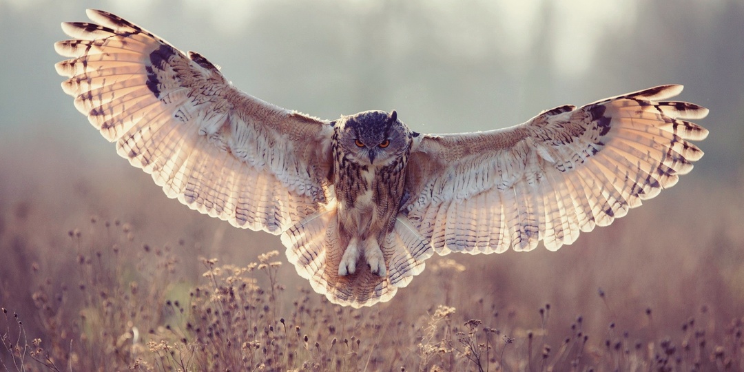 Загадка молчаливых крыльев: как совы летают бесшумно?