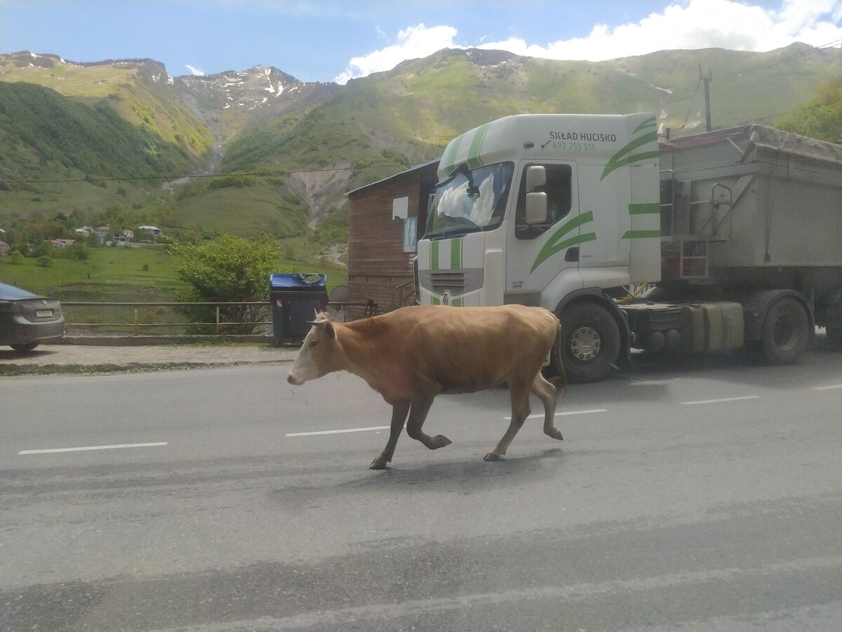 Коровы на дорогах Грузии — обычное дело