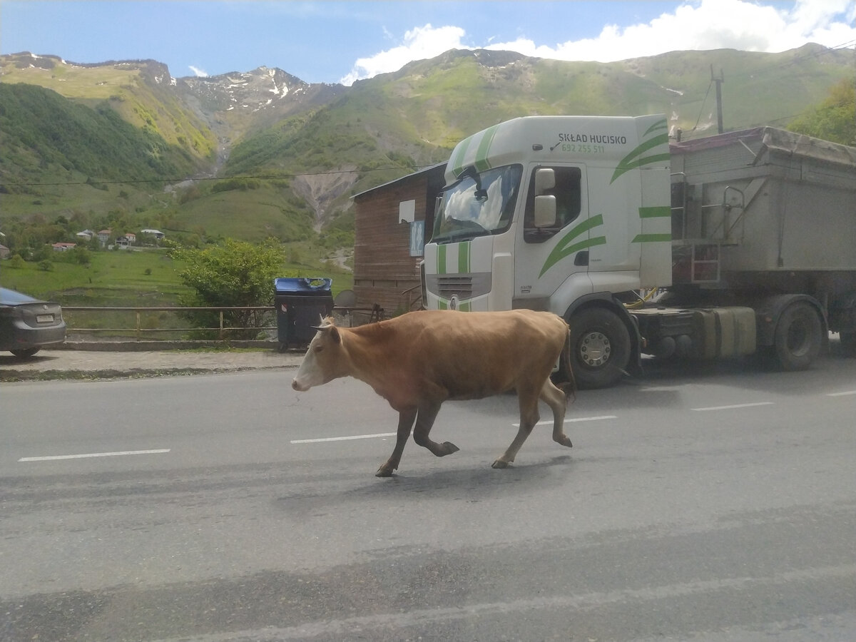 Коровы на дорогах Грузии — обычное дело