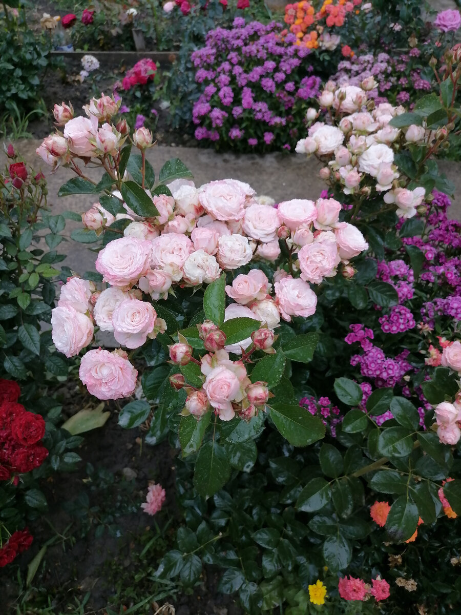 Одна из моих любимых роз. Букет невесты. На одном стебле несчетное количество цветков розового цвета.