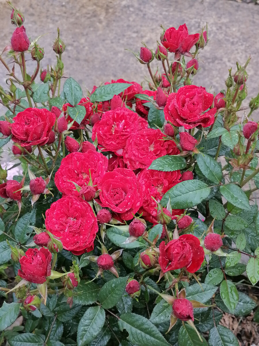 Миниатюрная роза из горшочка превратилась в лося 😄В саду выросла более метра высотой. 