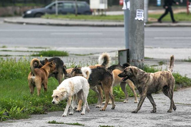 фото из Яндекса