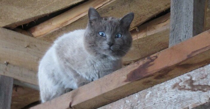 Соседский кот Кеша сиамской породы. Наблюдает сверху.