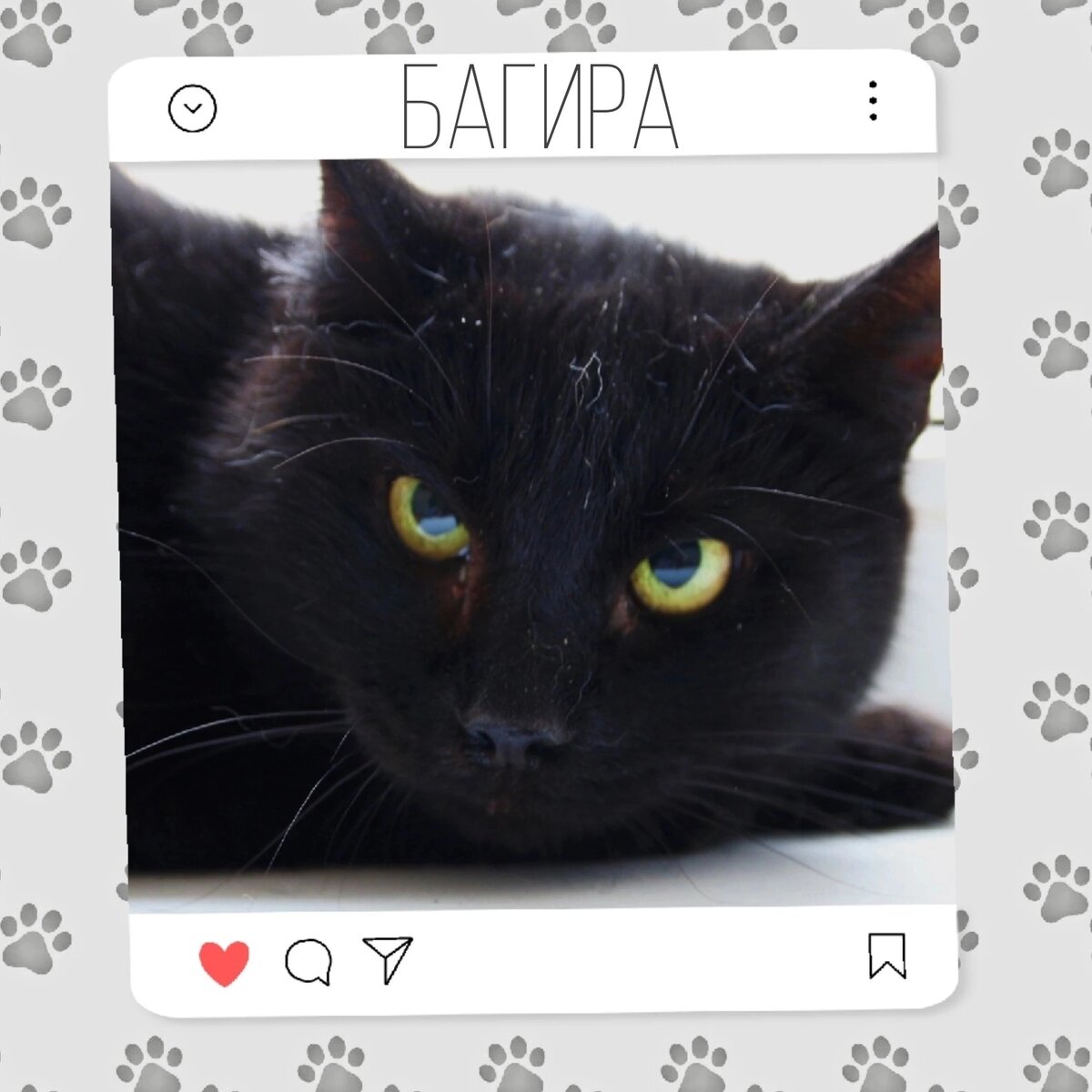 Кошка Багира ищет дом 😍🐈‍⬛ | Приют для кошек 