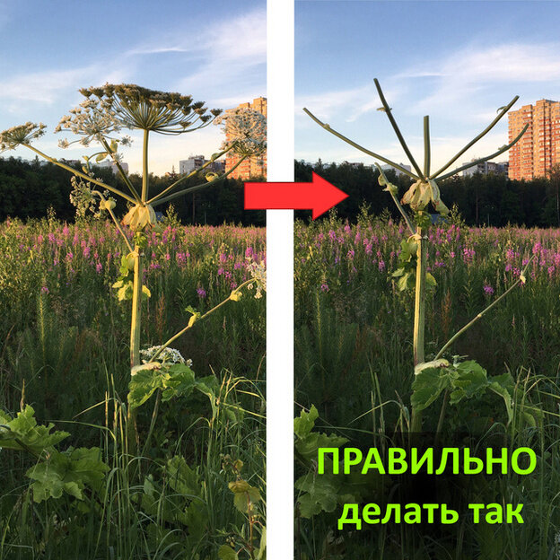    Как избавиться от борщевика на садовом участке?