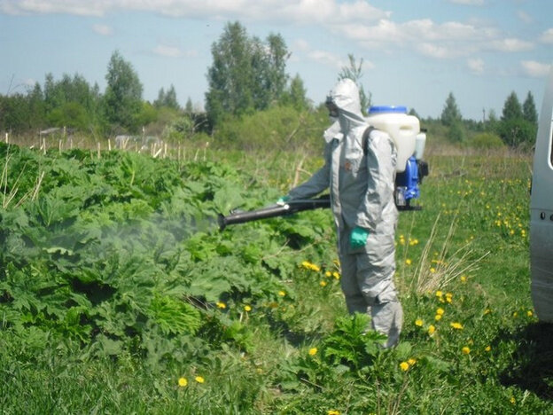    Как избавиться от борщевика на садовом участке?