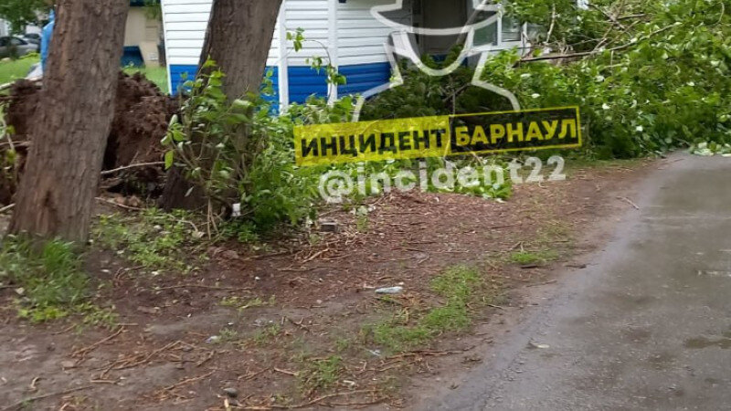     Упавший тополь. «Инцидент Барнаул»