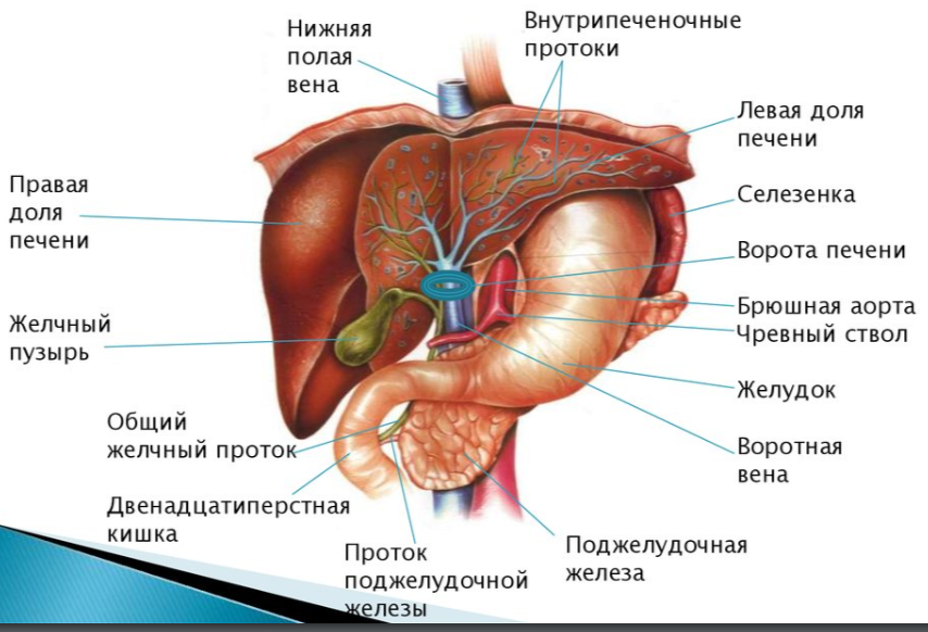 Опухоль располагалась в сложной анатомической зоне и затрагивала несколько важных органов.